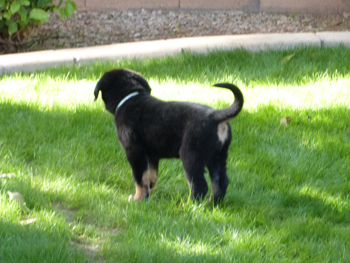 chinook dog